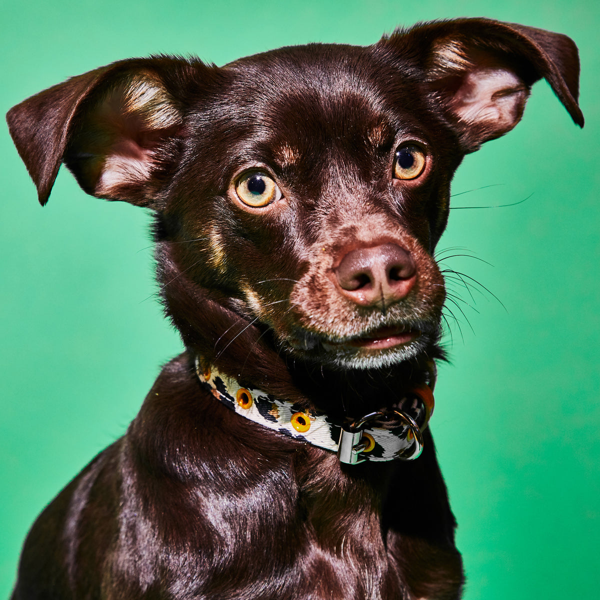 Leopard Canvas Collar – Ware of the Dog