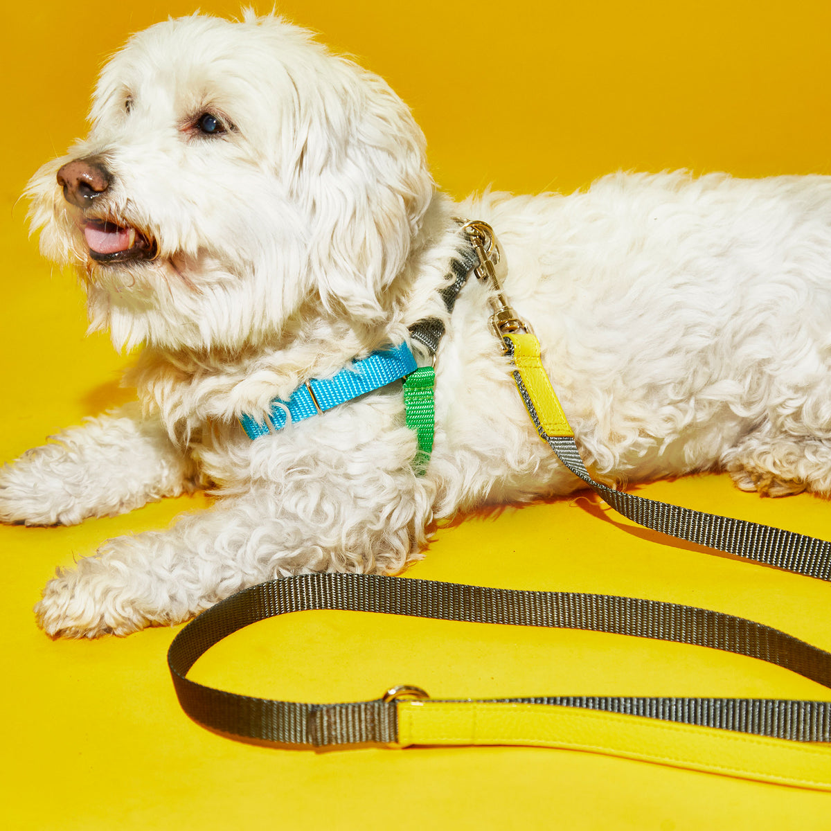 Color Block Harness Blue/Yellow/Green/Grey