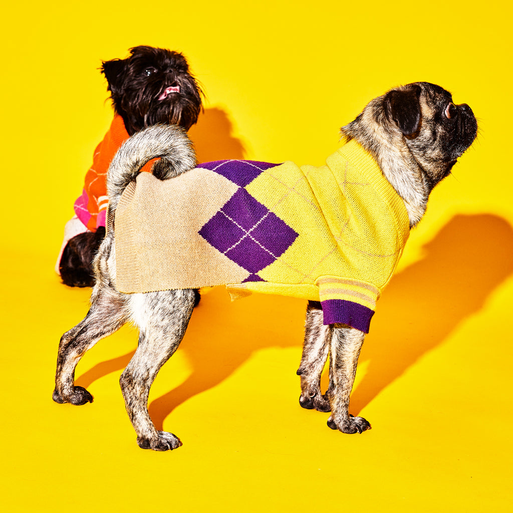 Wool Argyle dog sweaters on dogs