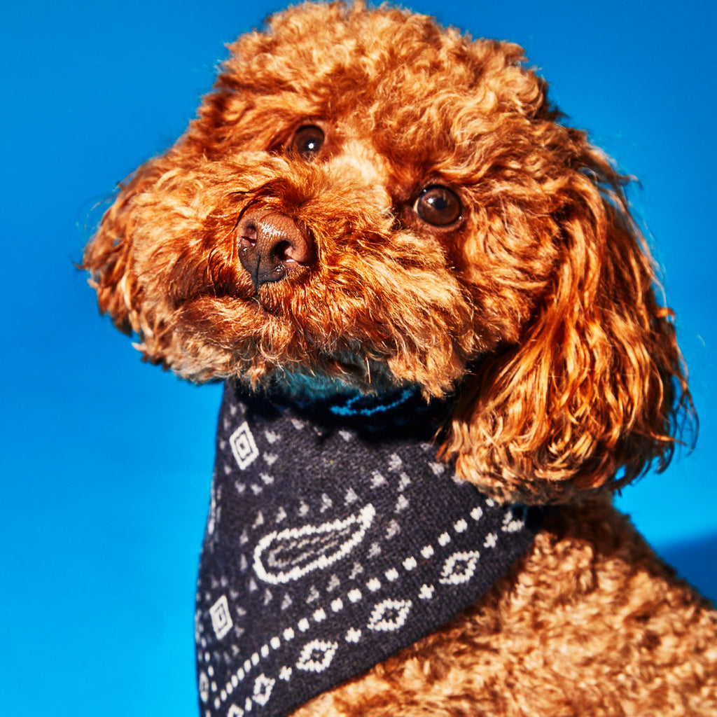 Dog wearing black bandana print wool knit dog bandana 