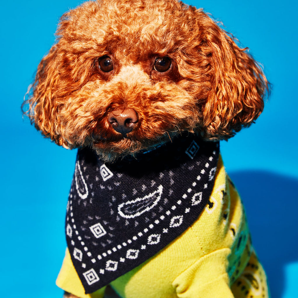 Dog wearing black bandana print wool knit dog bandana 