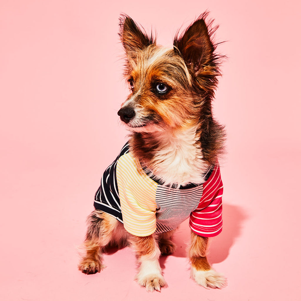 Dog wearing black and white striped dog t-shirt