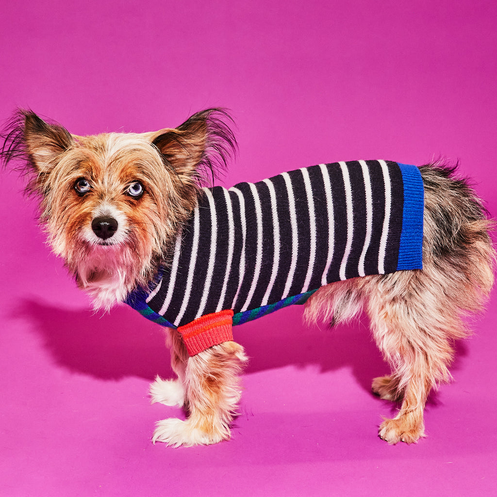 Dog wearing black and white striped wool dog sweater