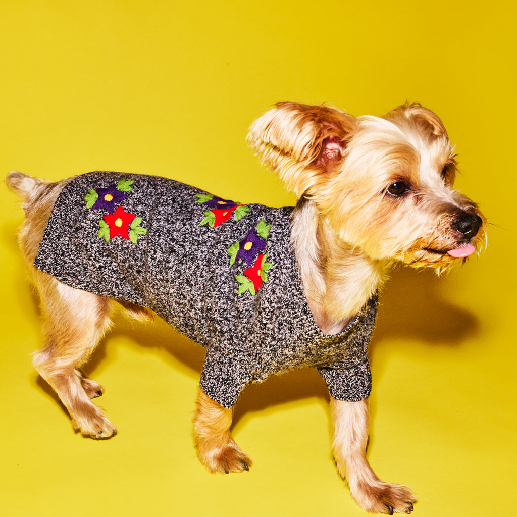 Beige dog wearing black and white marled dog sweater with flower embroidery