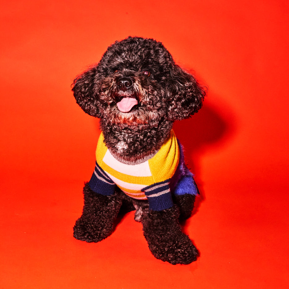 Black poodle wearing gold and blue colorblock and striped sweater 