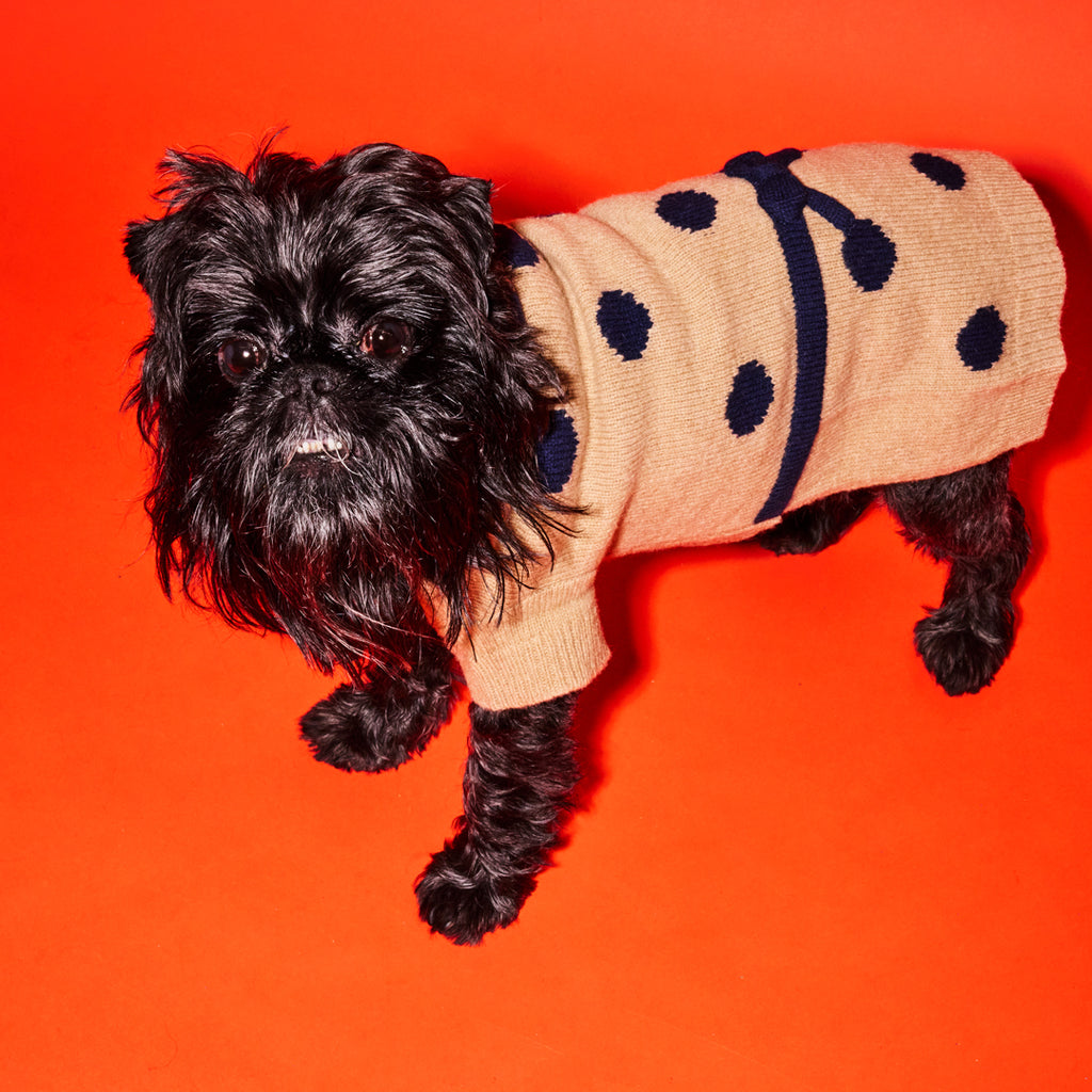 Camel with navy polka dots dog sweater with bow on black dog