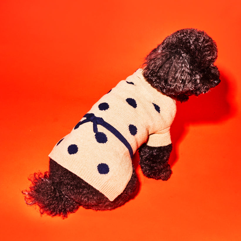 Camel with navy polka dots dog sweater with bow on black dog