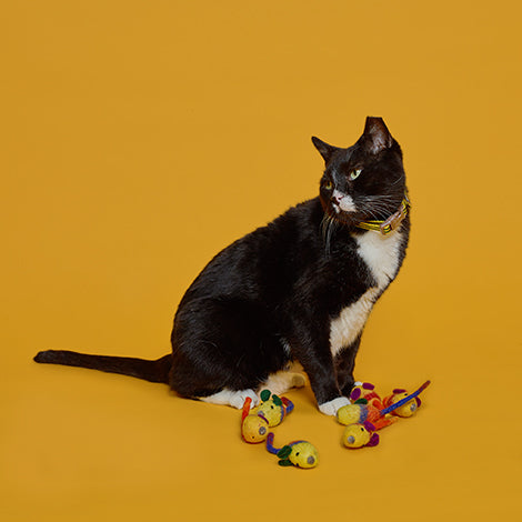 Cat with wool mouse cat toys