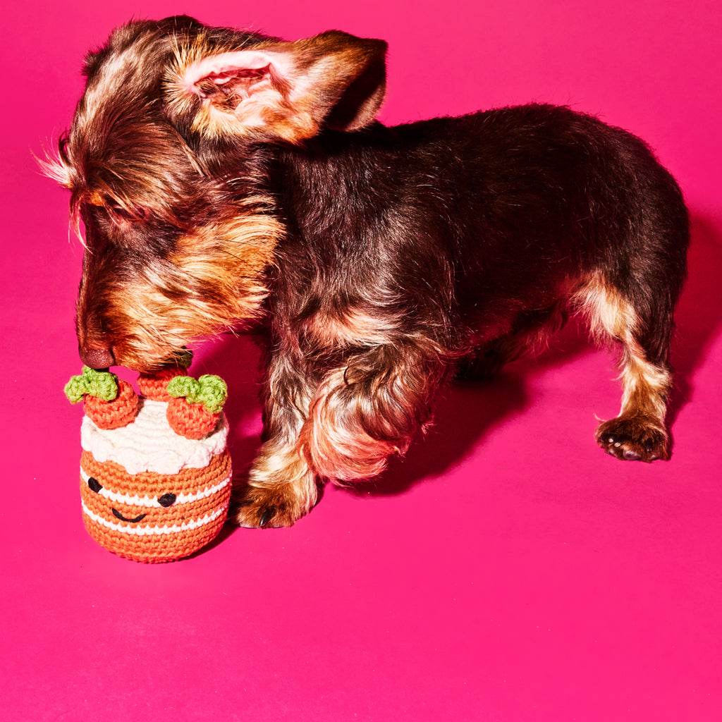 Dachshund playing with cotton crochet carrot cake toy