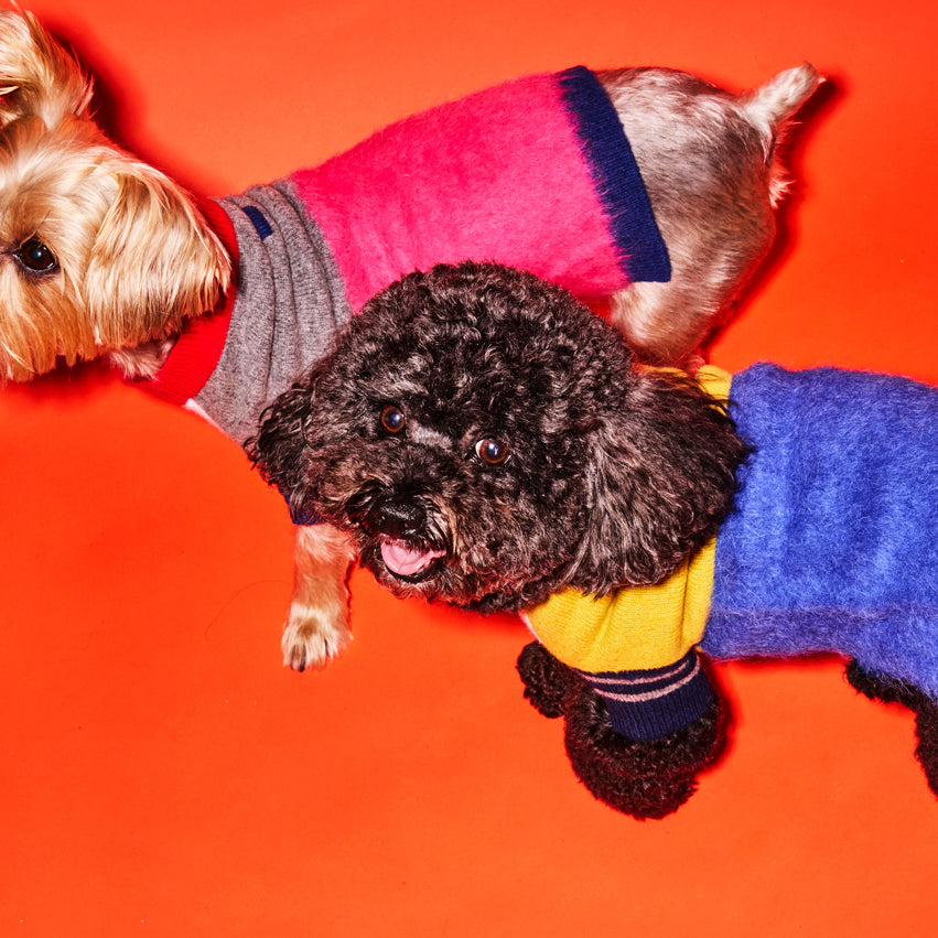 two dogs wearing colorful colorblocked and striped dog sweaters