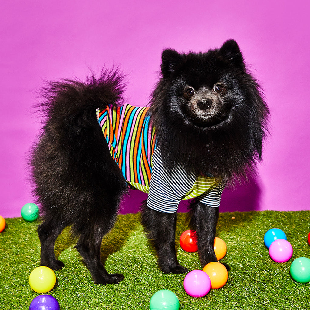 Black dog wearing multi striped cotton dog t shirt