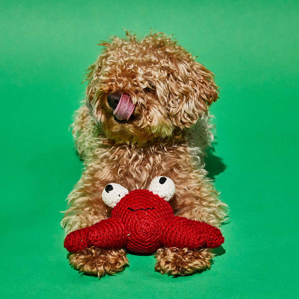 Poodle with red crochet crab dog toy