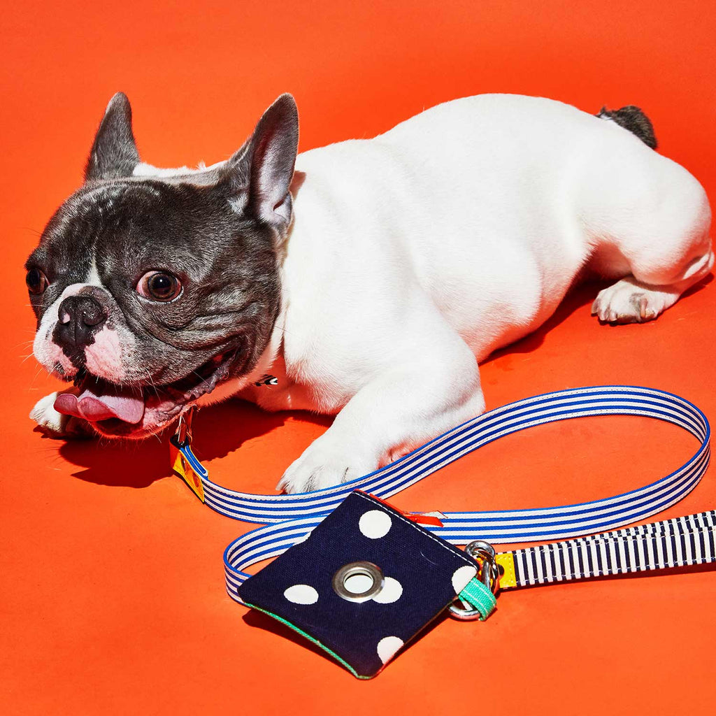 Dog wearing blue and striped leash with navy and white polka dot canvas dog poop pouch