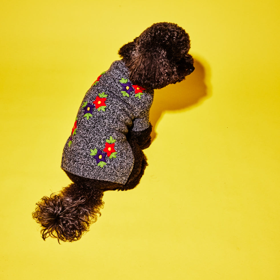 Black poodle wearing black and white marled dog sweater with flower embroidery