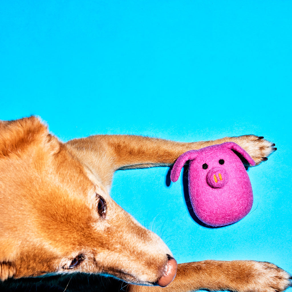 dog with pink felted wool pig dog toy