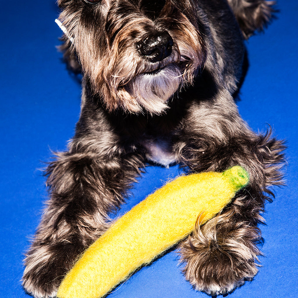 Black dog holding felted wool banana dog toy