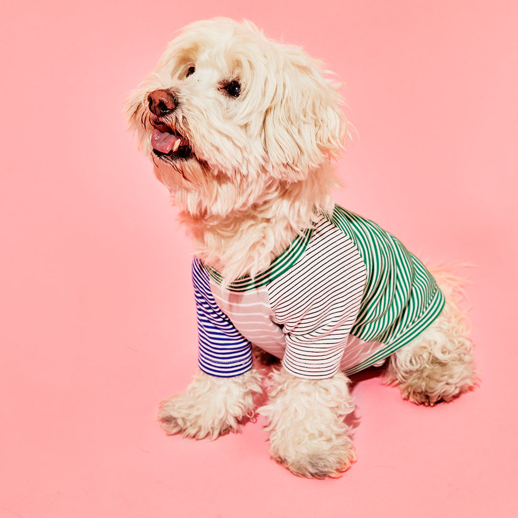 White dog wearing green and white striped dog t-shirt