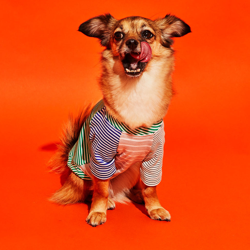 Dog wearing green and white striped dog t shirt