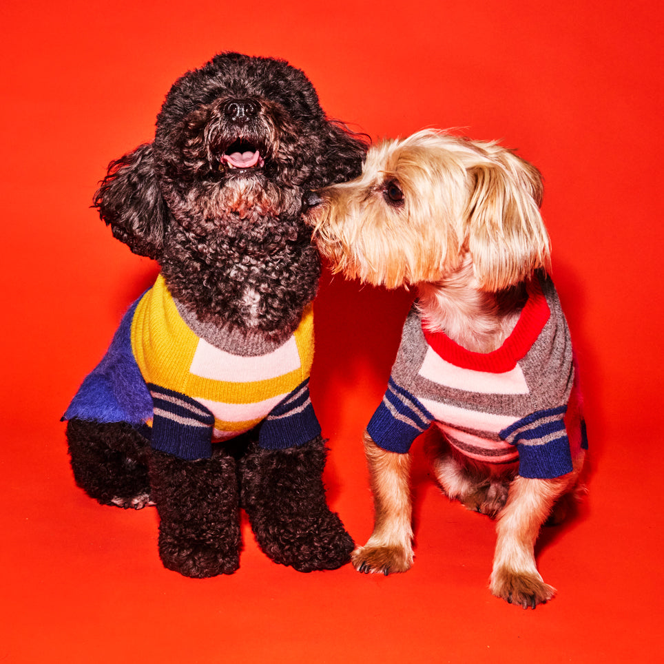 two dogs wearing colorblock and striped dog sweaters
