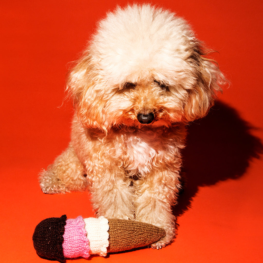 Dog with hand knit ice cream cone dog toy