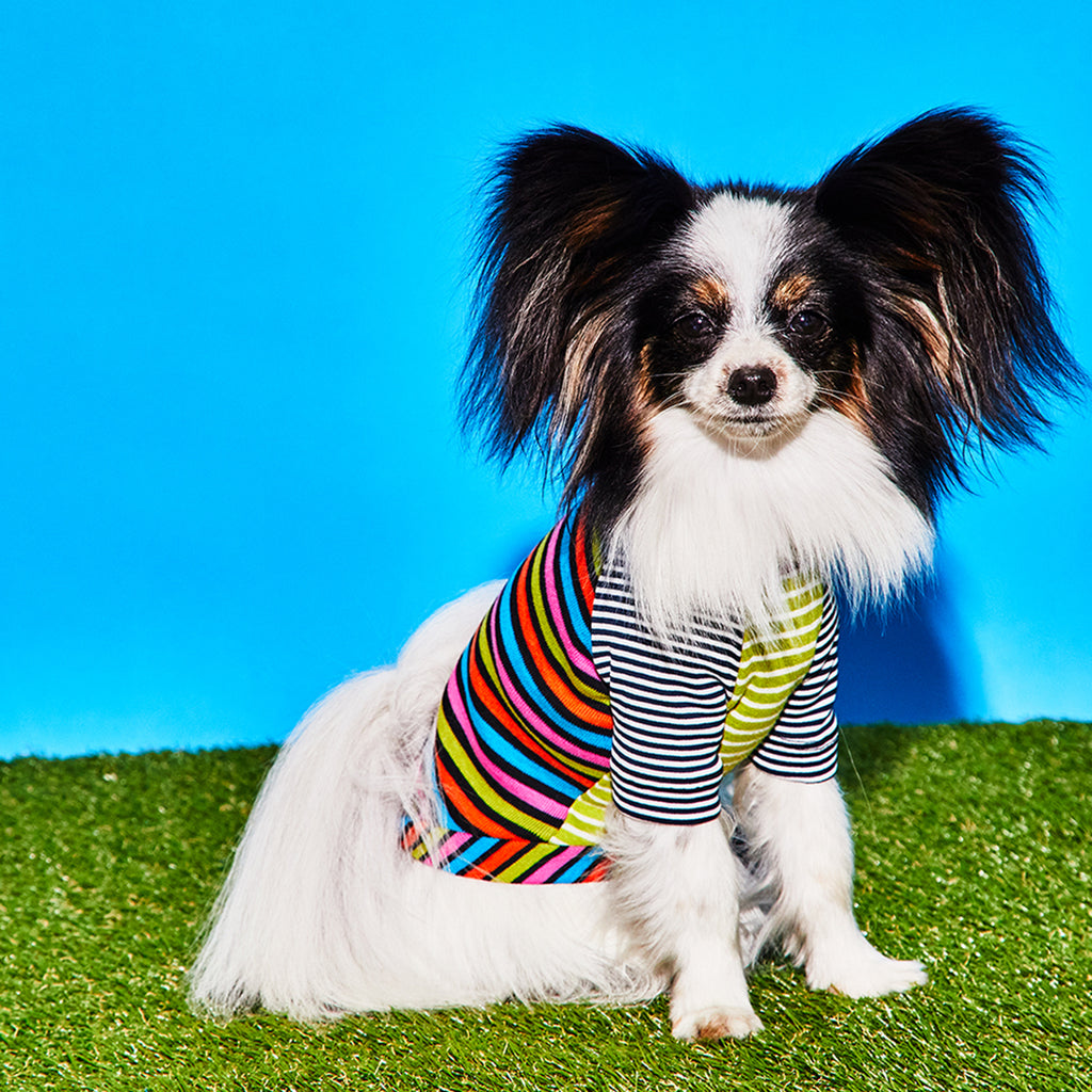 White dog wearing multi striped dog t shirt