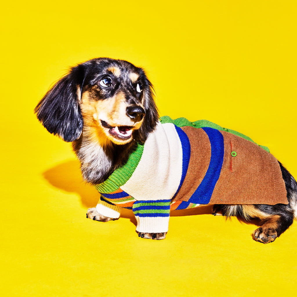 Multi striped wool dog cardigan on a dog