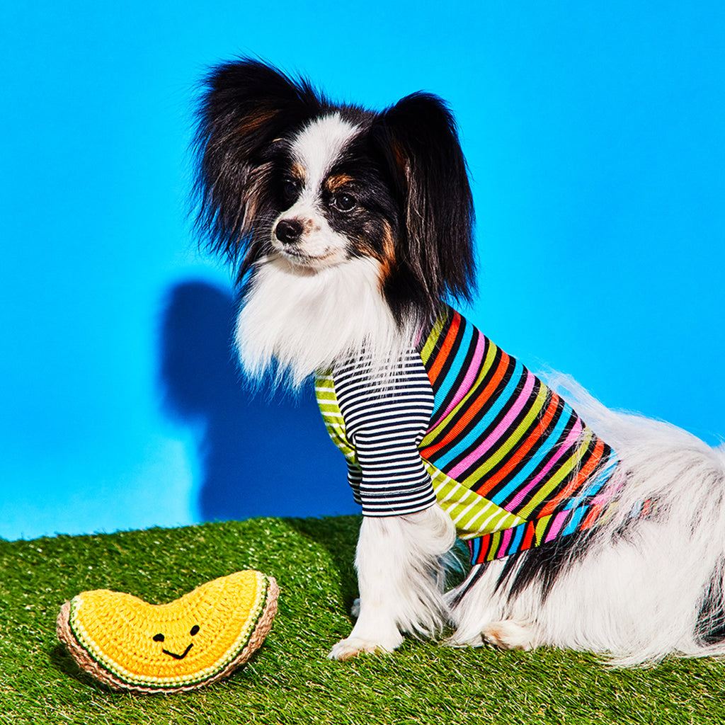 White dog wearing multi striped t shirt and crochet cantaloupe toy