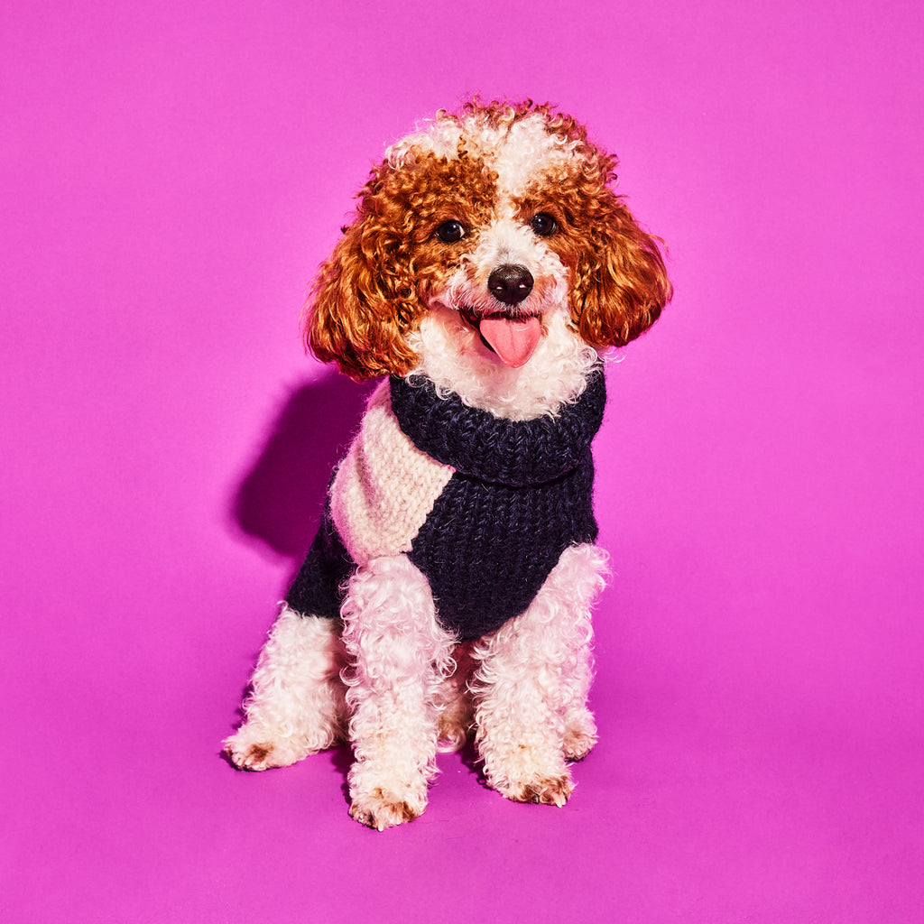 Navy and Ivory Wool Handknit Checkered Turtleneck Dog Sweater on a cute dog