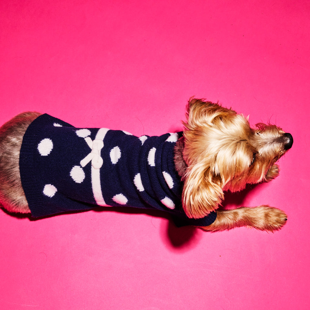 Navy and Ivory polka dot dog sweater with bow on beige dog