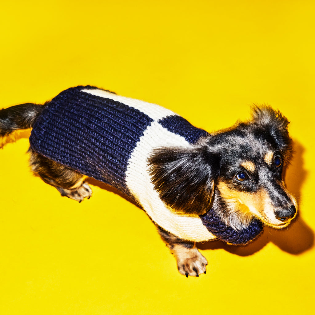 Navy and Ivory Wool Handknit Checkered Turtleneck Dog Sweater on a cute dog