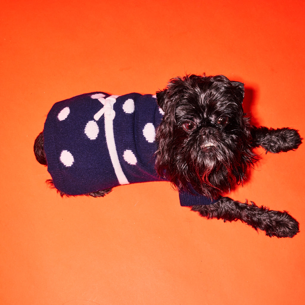 Navy and Ivory polka dot dog sweater with bow on black dog