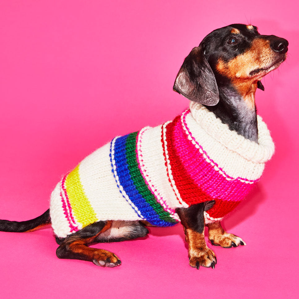 Dog wearing Neon striped hand knit wool turtleneck dog sweater