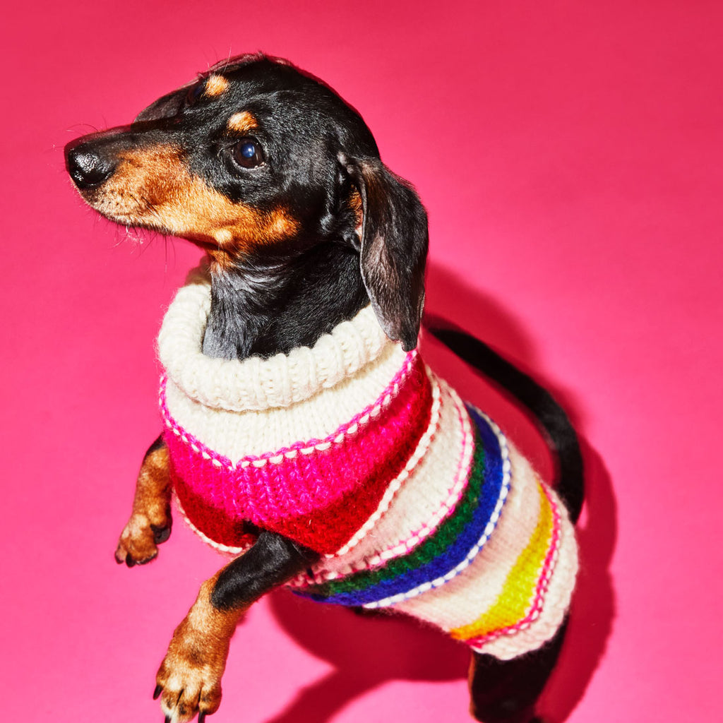 Dog wearing neon striped turtleneck hand knit wool dog sweater