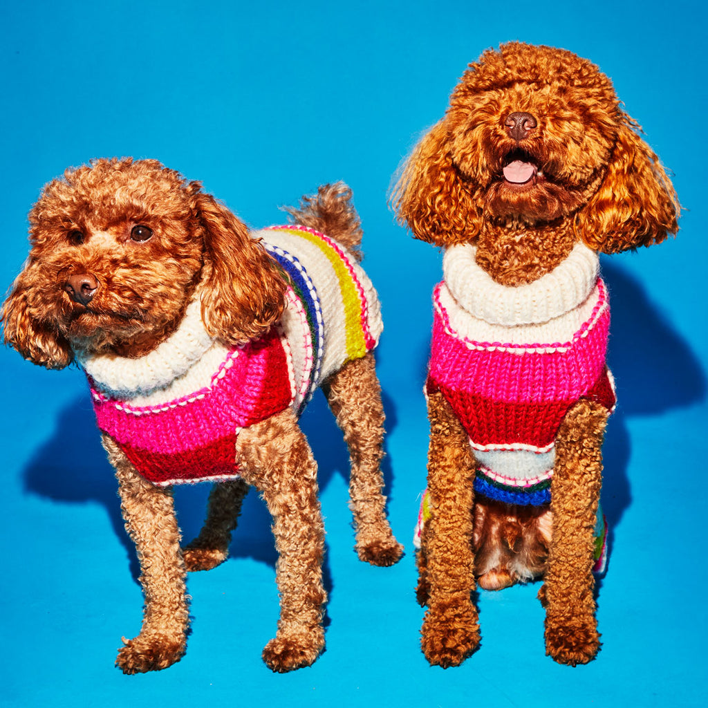 Two dogs wearing Neon striped hand knit wool turtleneck dog sweaters