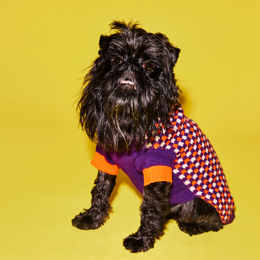 Black dog wearing purple and orange checked dog sweater