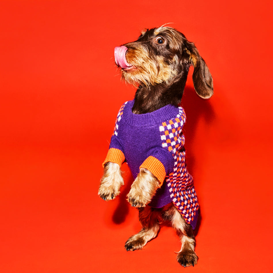 Dachshund standing on hind legs wearing orange and purple checked dog photo