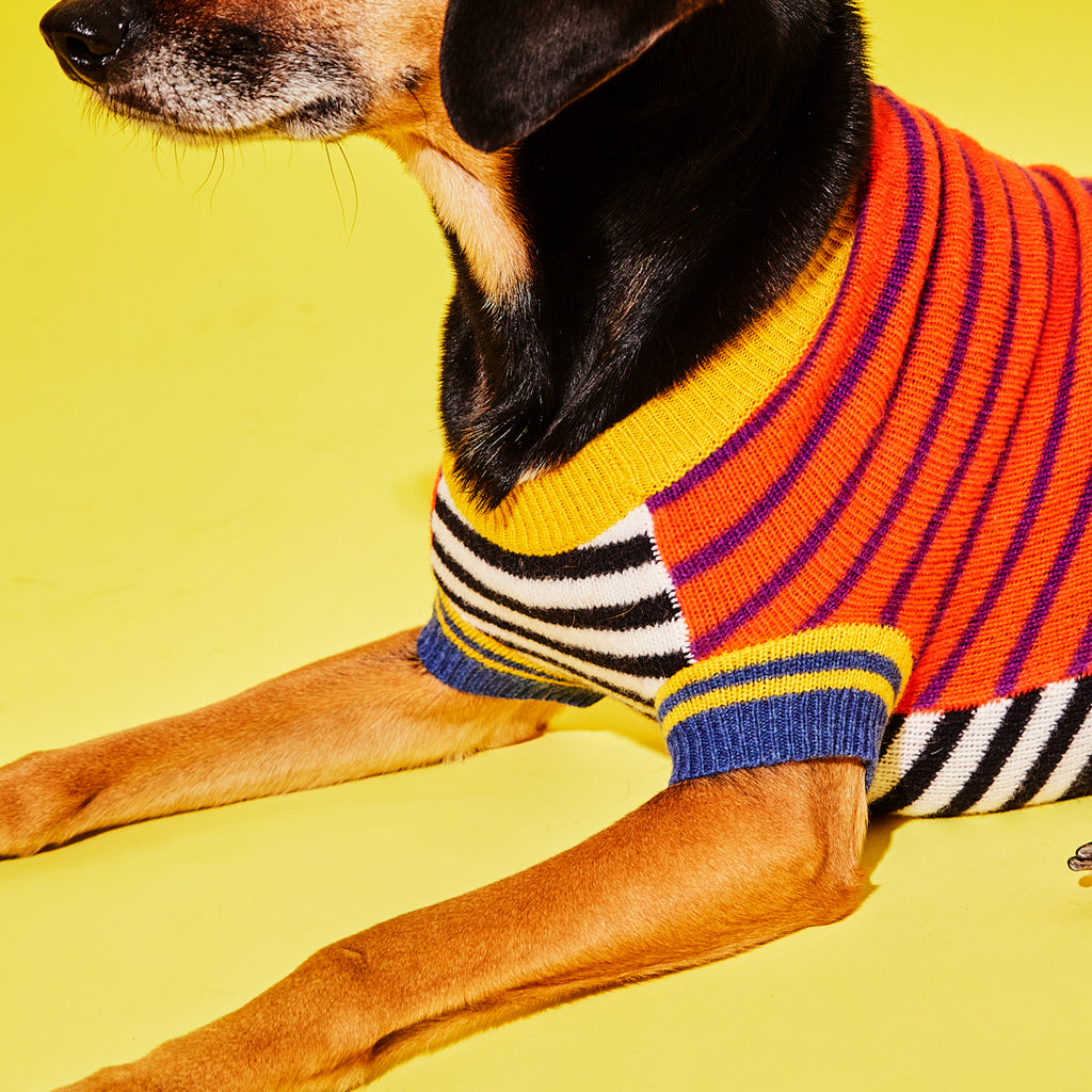 Dog wearing orange and purple striped wool dog sweater