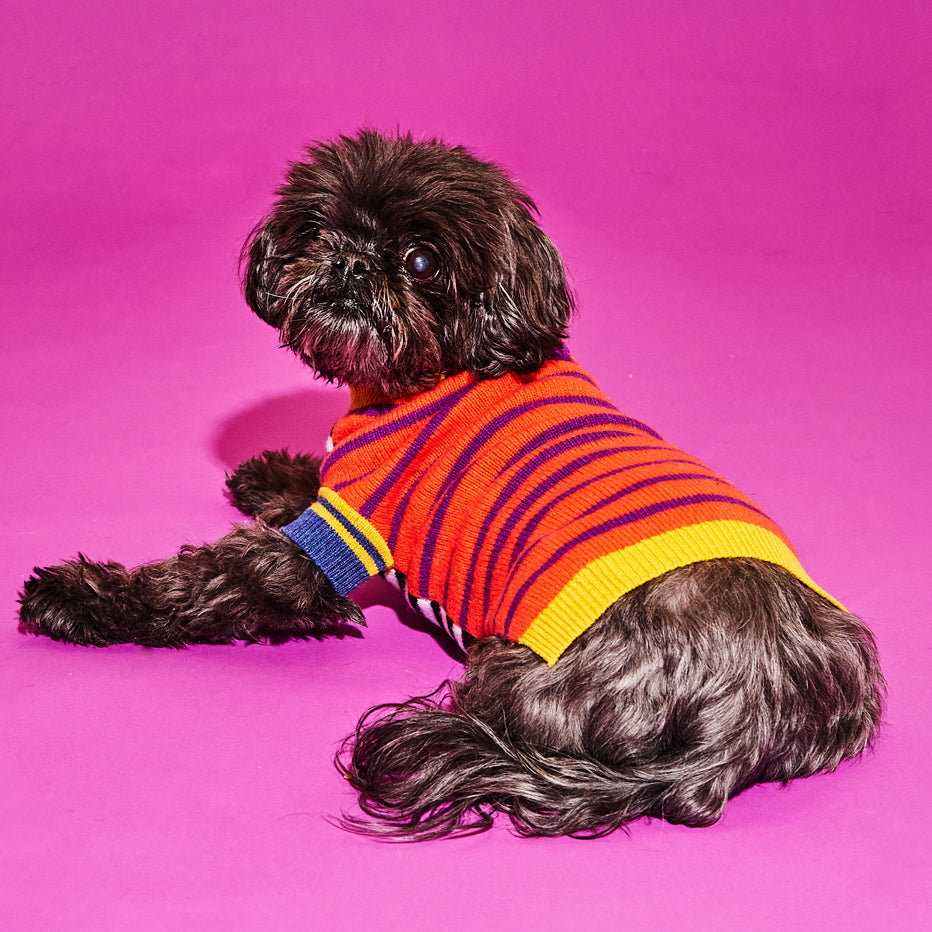 Dog wearing orange and purple striped wool dog sweater