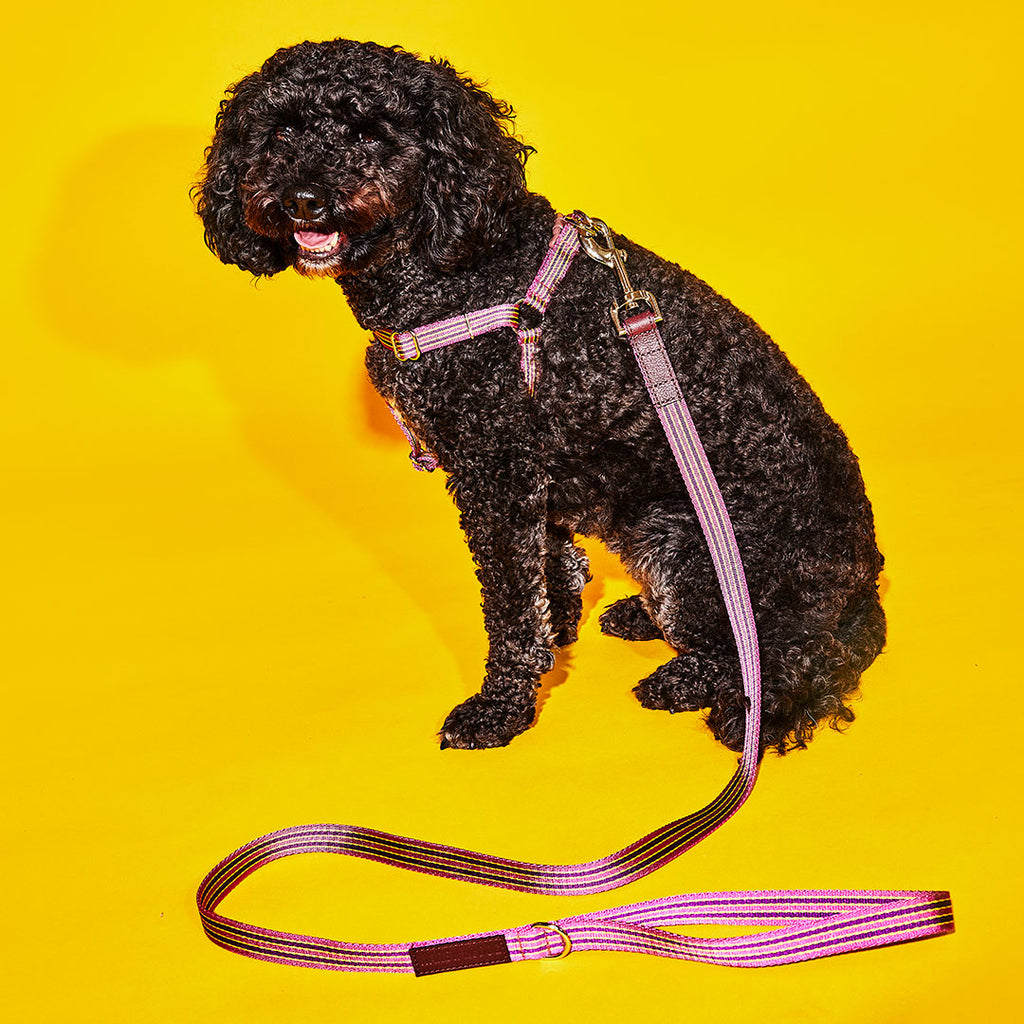 Black poodle wearing pink and burgandy striped webbing dog harness and leash