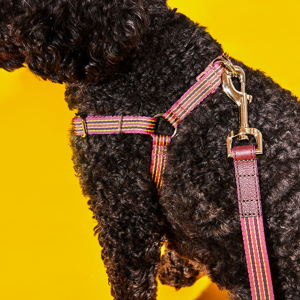Close up of black dog wearing pink striped webbing dog harness