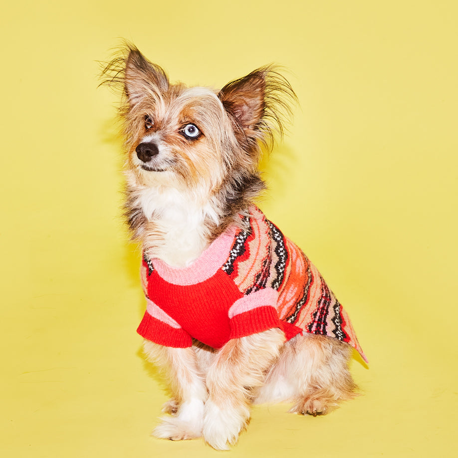 Dog wearing pink fairisle wool dog sweater