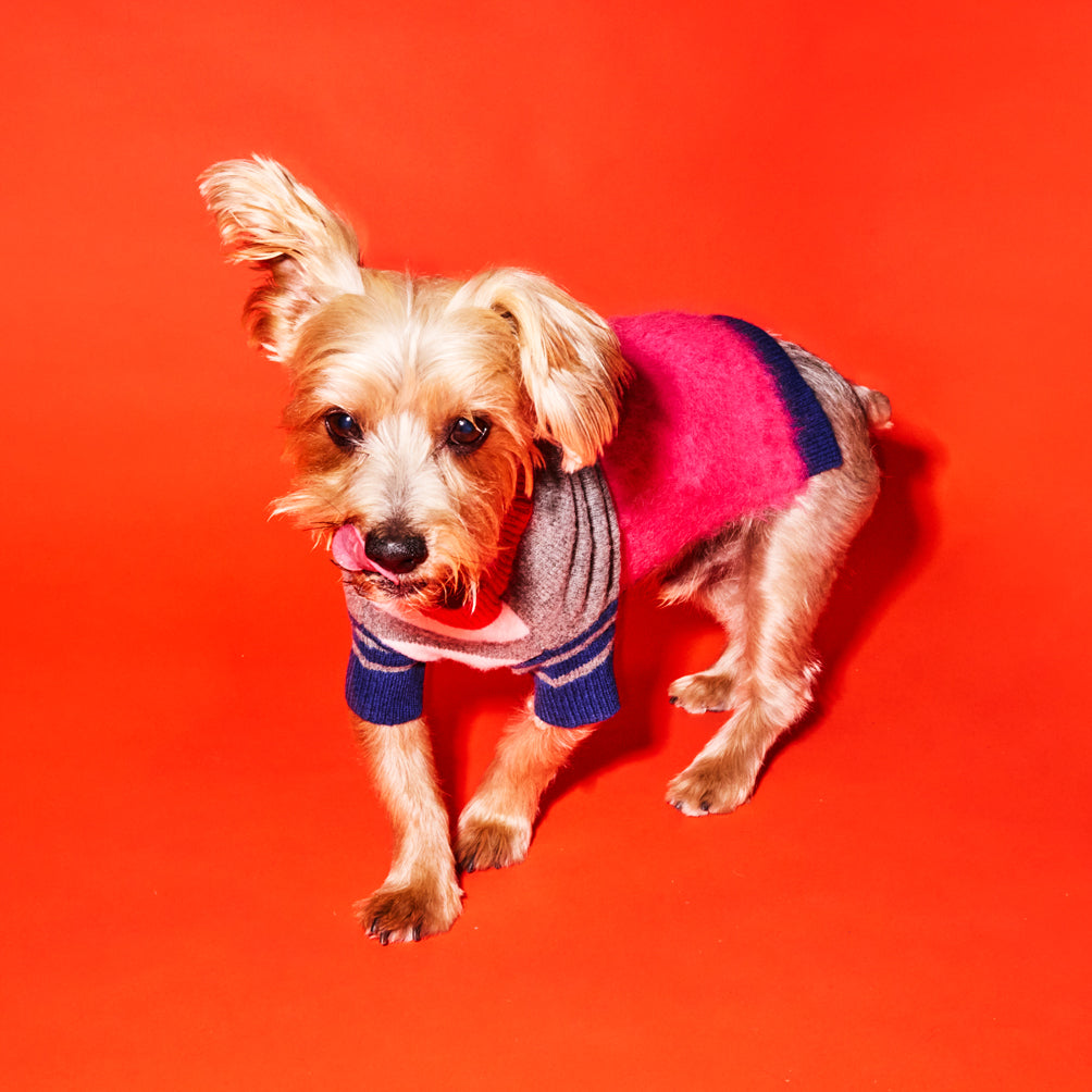 Beige dog wearing grey, pink and blue colorblock and striped dog sweater
