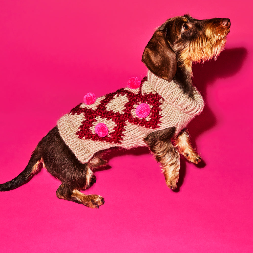 Dachshund wearing burgandy and pink pom pom dog sweater
