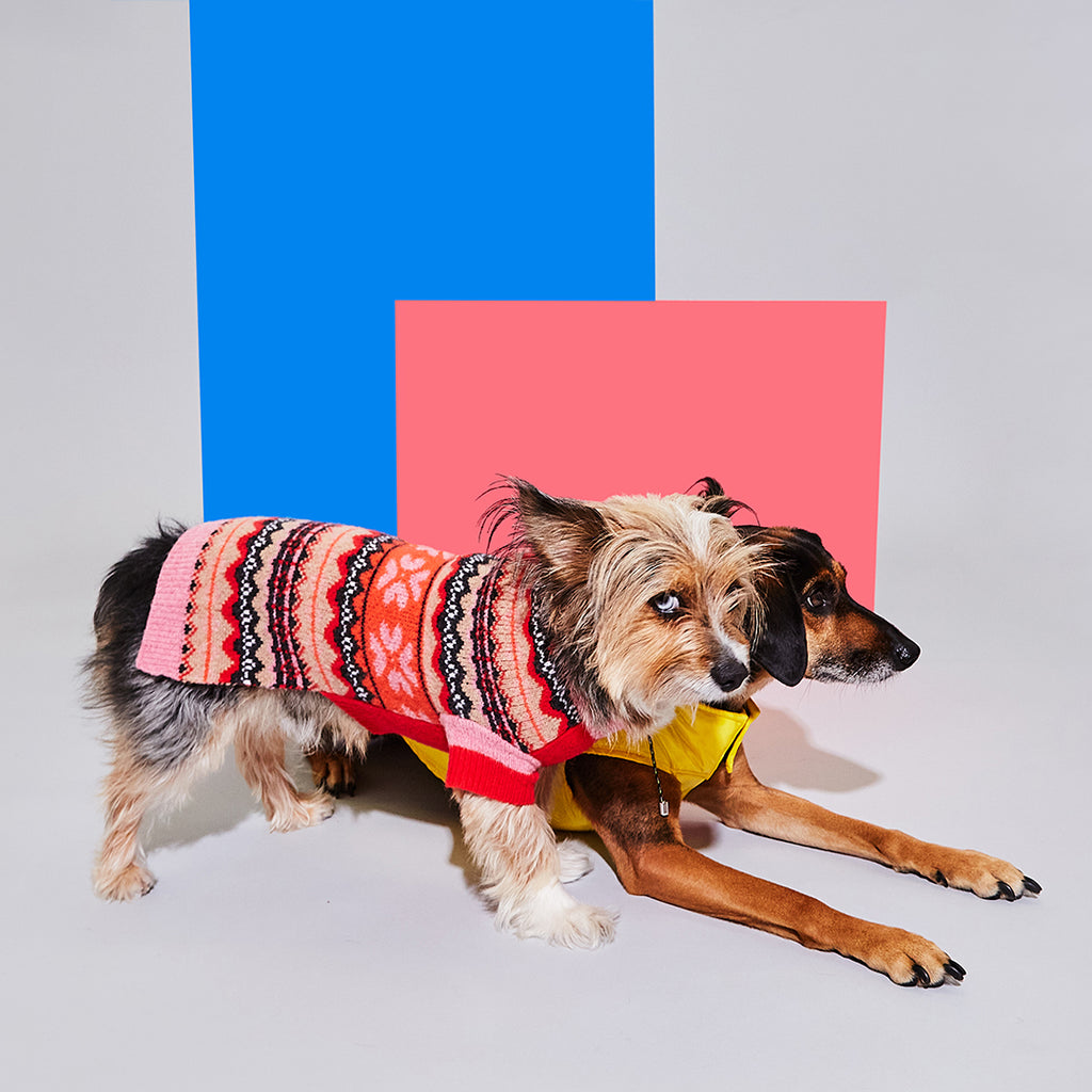 Dog wearing pink fairisle wool dog sweater