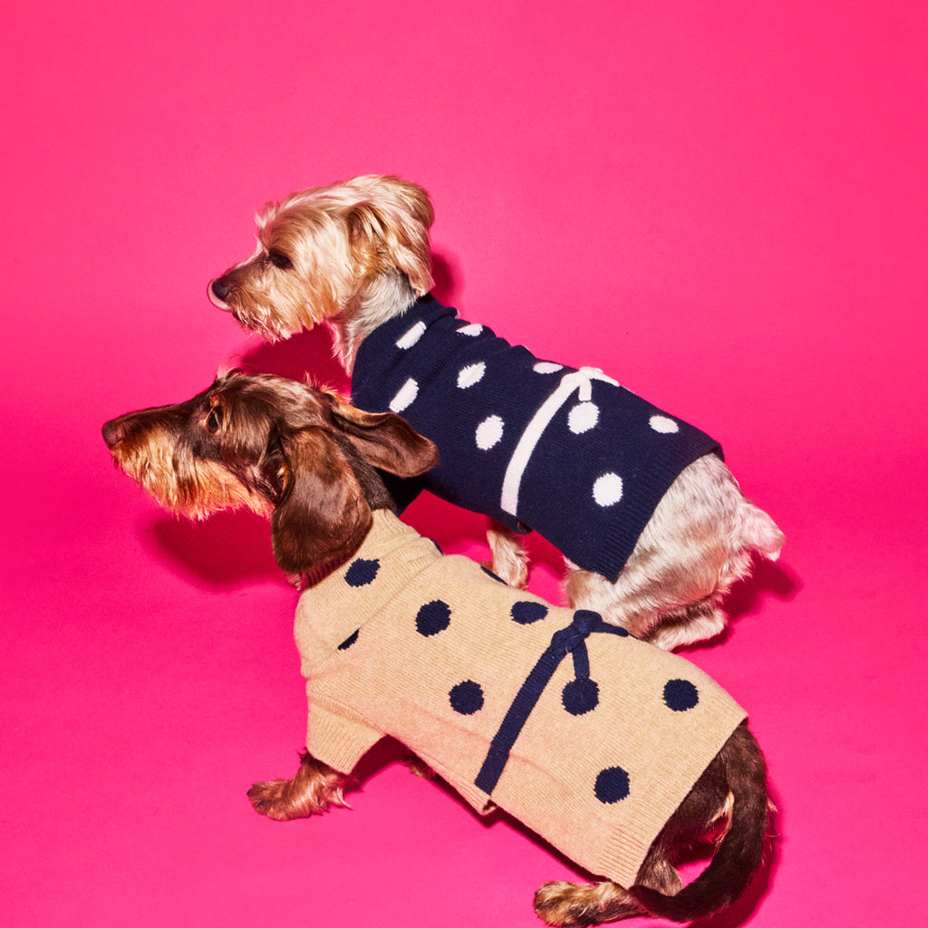 Two dogs wearing polka dot sweaters on a pink background