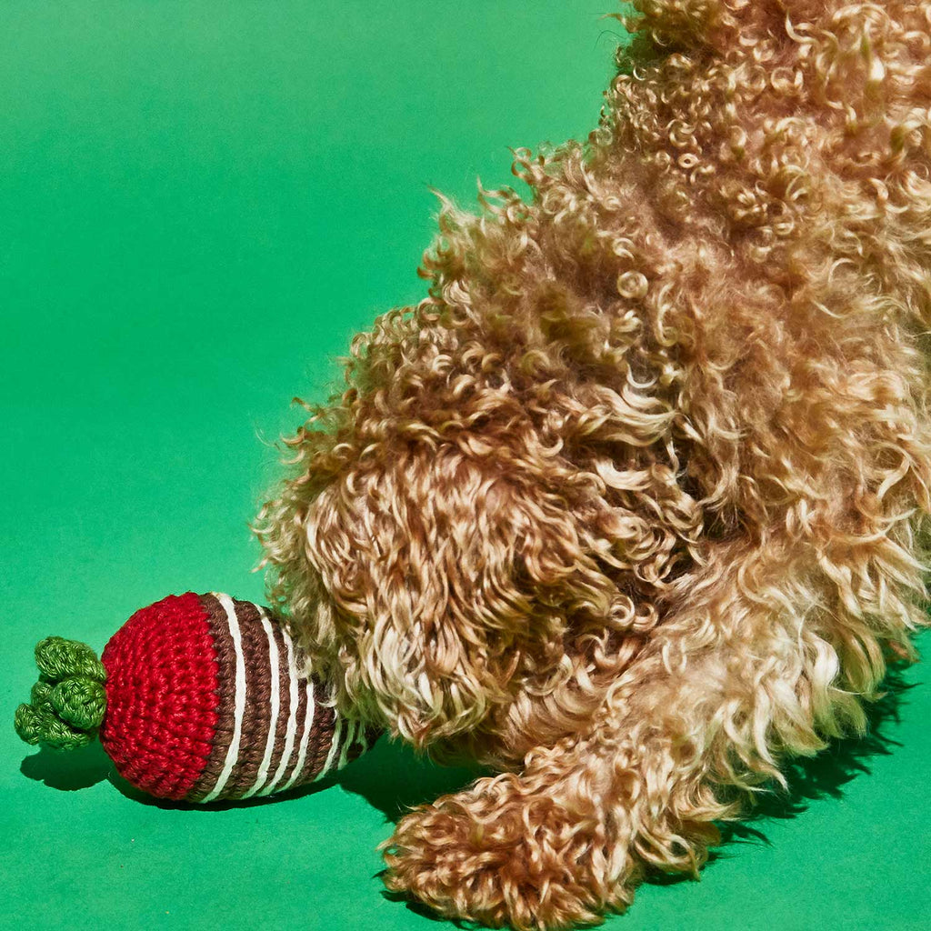Poodle playing with crochet chocolate covered strawberry dog toy