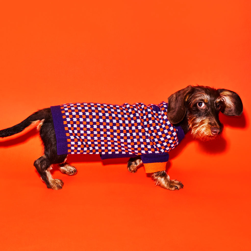 Purple Orange and Ivory checked dog sweater on dachshund