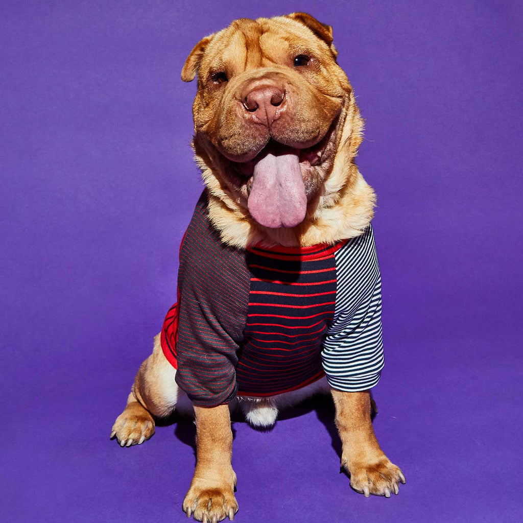 Dog wearing red striped t shirt
