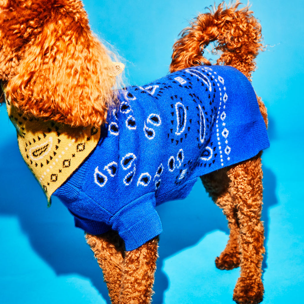 Dog wearing royal blue wool bandana print dog sweater with yellow wool knit bandana 