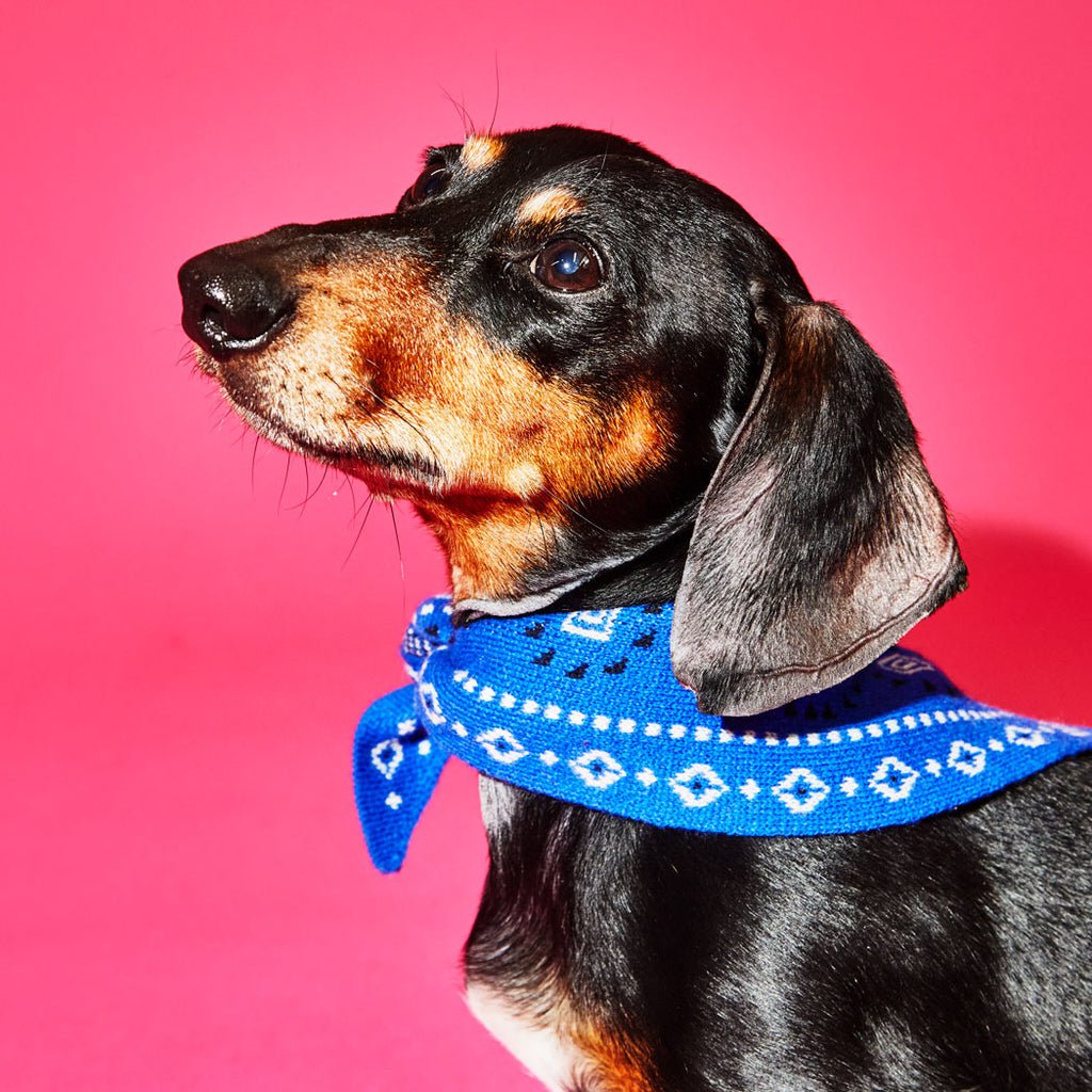 Dog wearing royal blue knit wool dog bandana